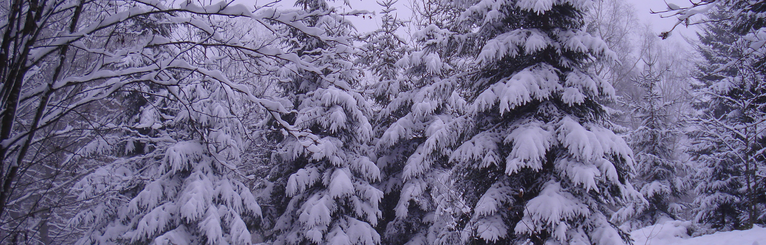 Winterwald (Foto: Musikschule)