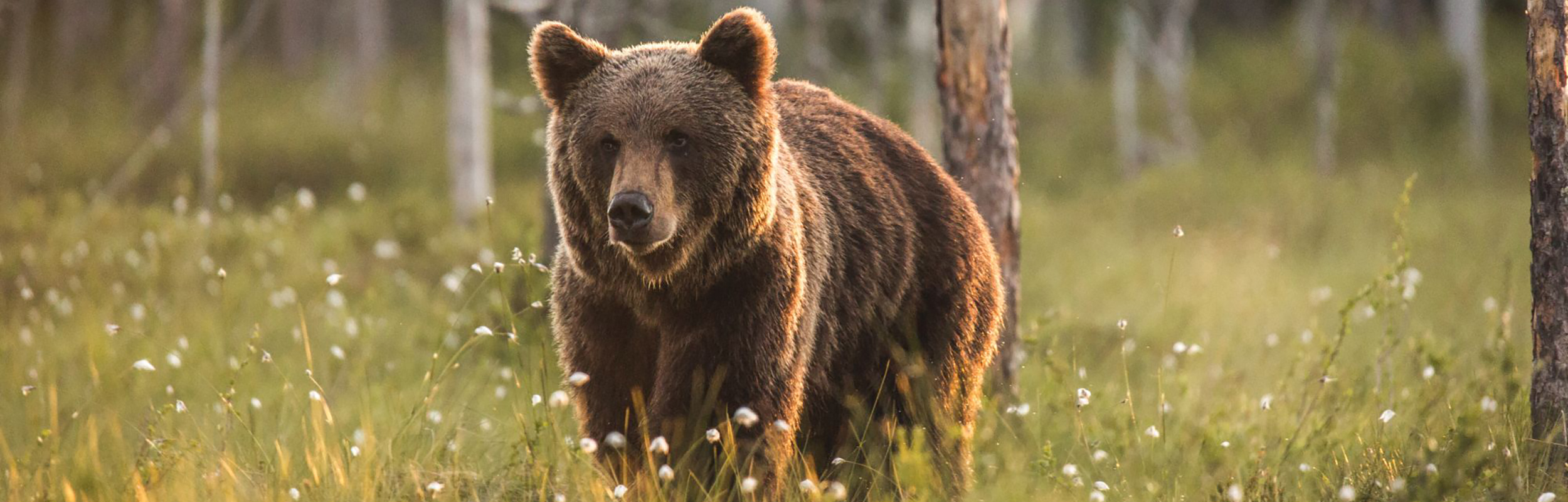 Braunbär (Foto: adobestock_Rebekka)
